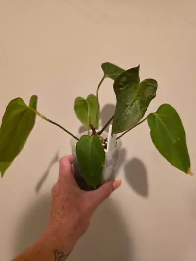 plant/Anthurium Blue Papiliminum-0-thumbnail