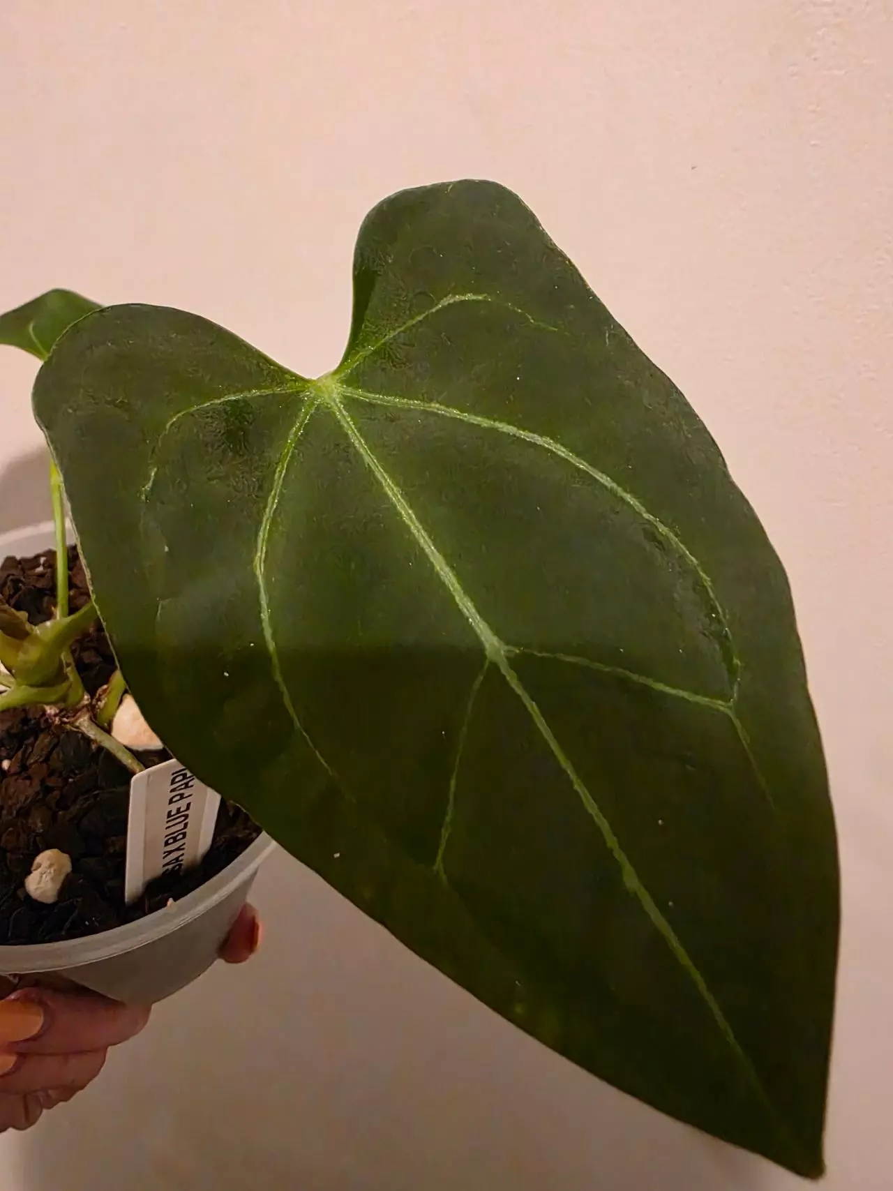 plant/Anthurium Minahasa x Blue pap-1