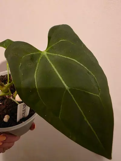 plant/Anthurium Minahasa x Blue pap-1-thumbnail