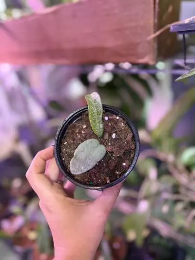 plant/Hoya carnosa nova ghost 4”-0-thumbnail