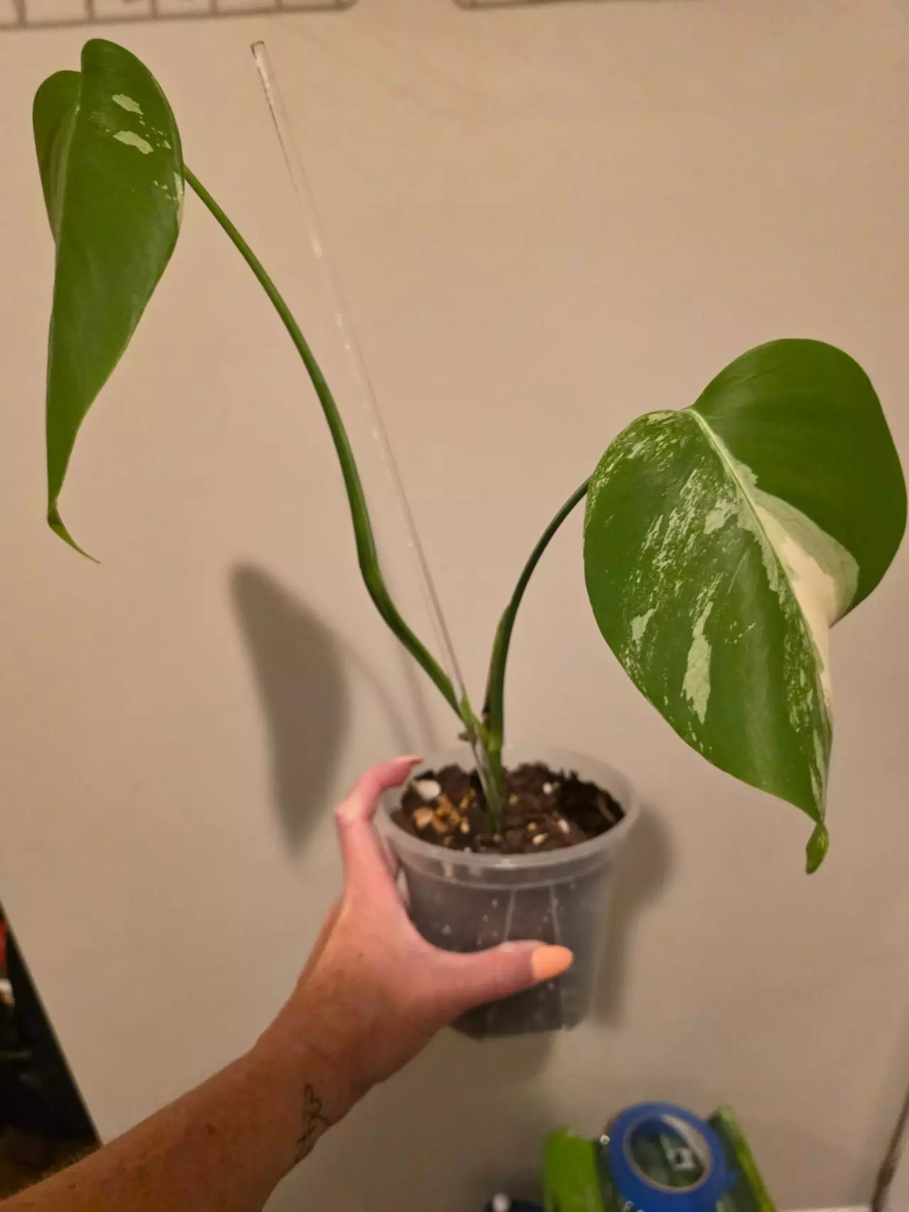 plant/Monstera Albo-0