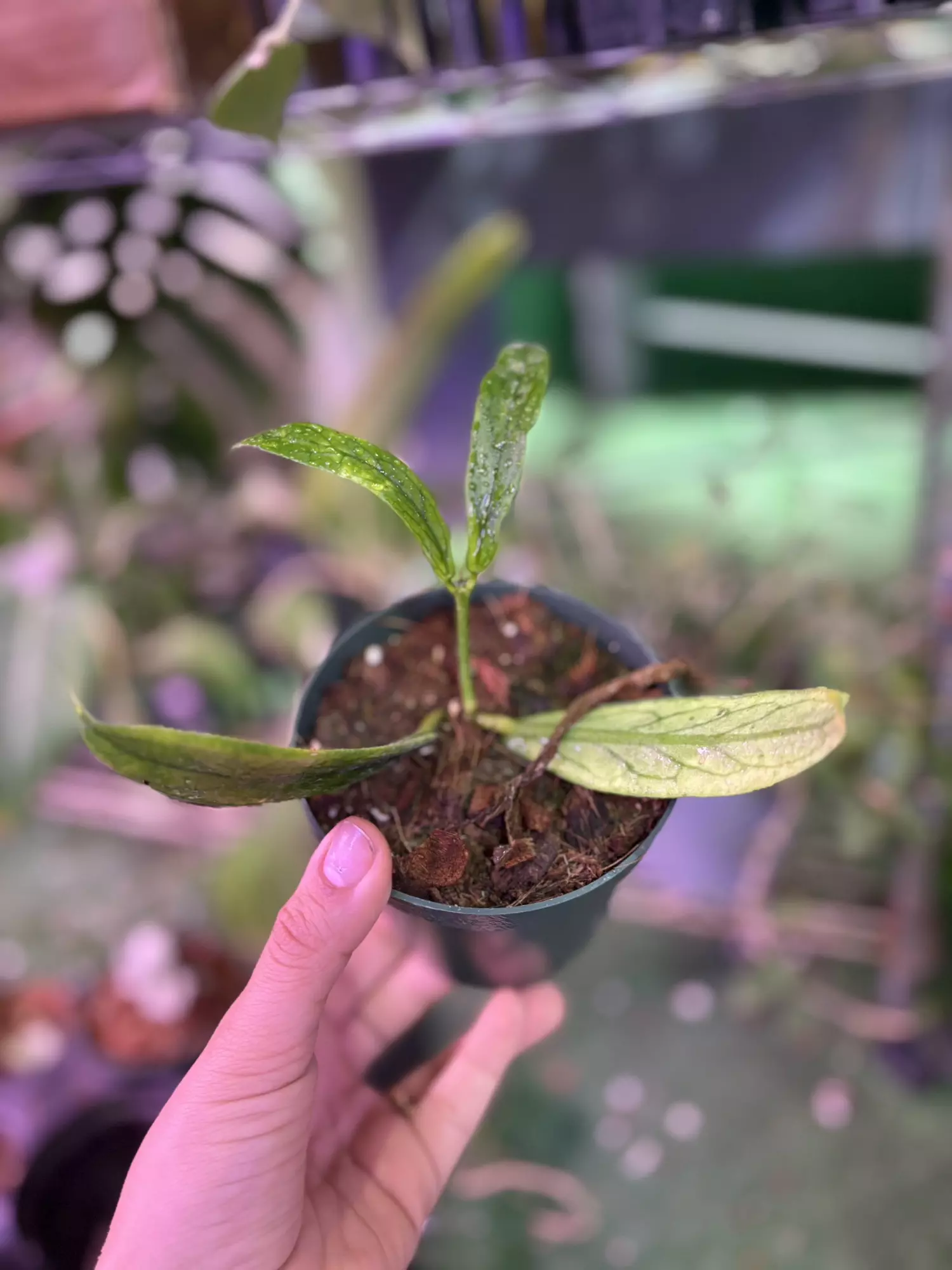 plant/Hoya lobby 4”-0