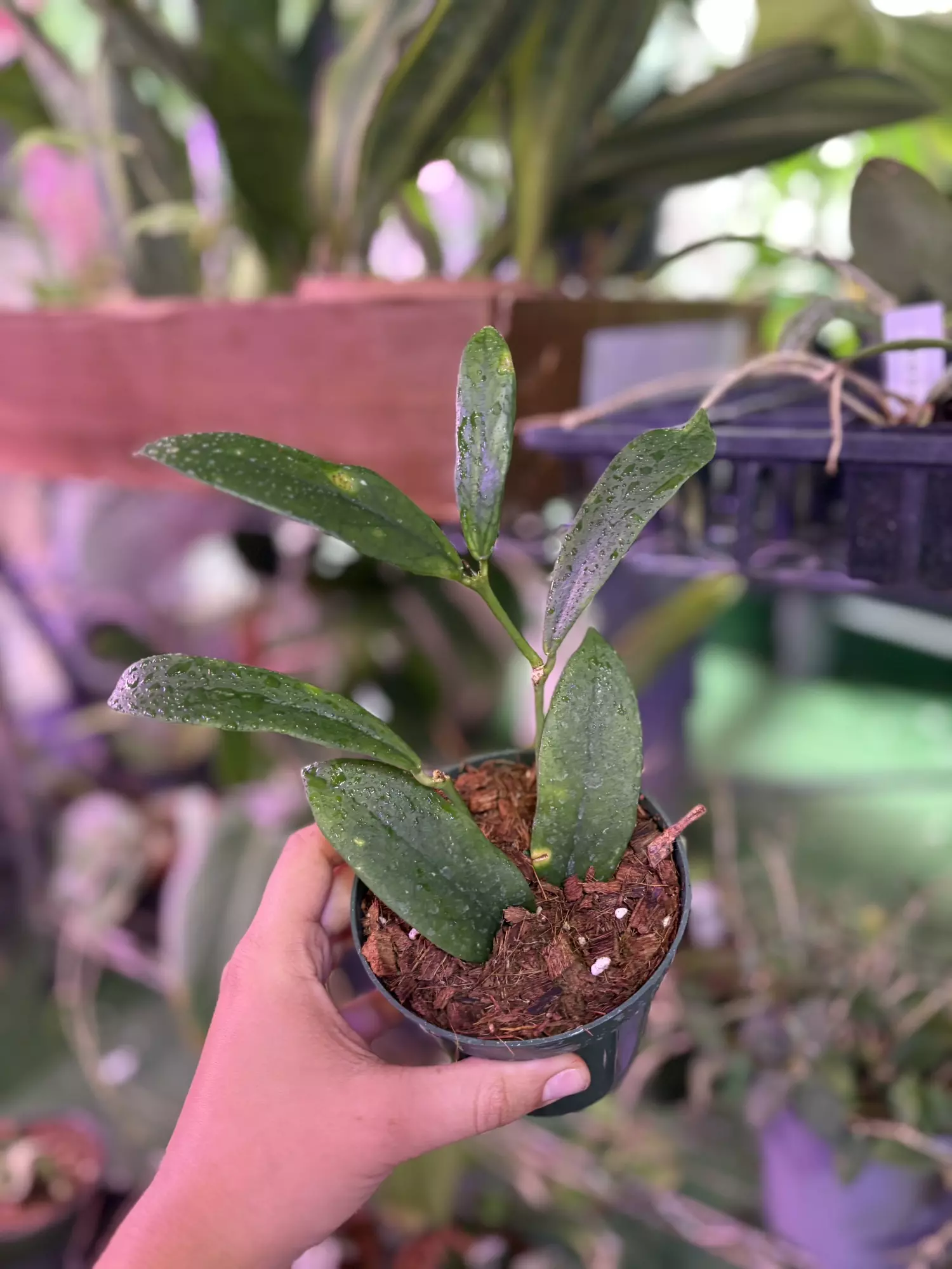 plant/Hoya lobby 4”-0