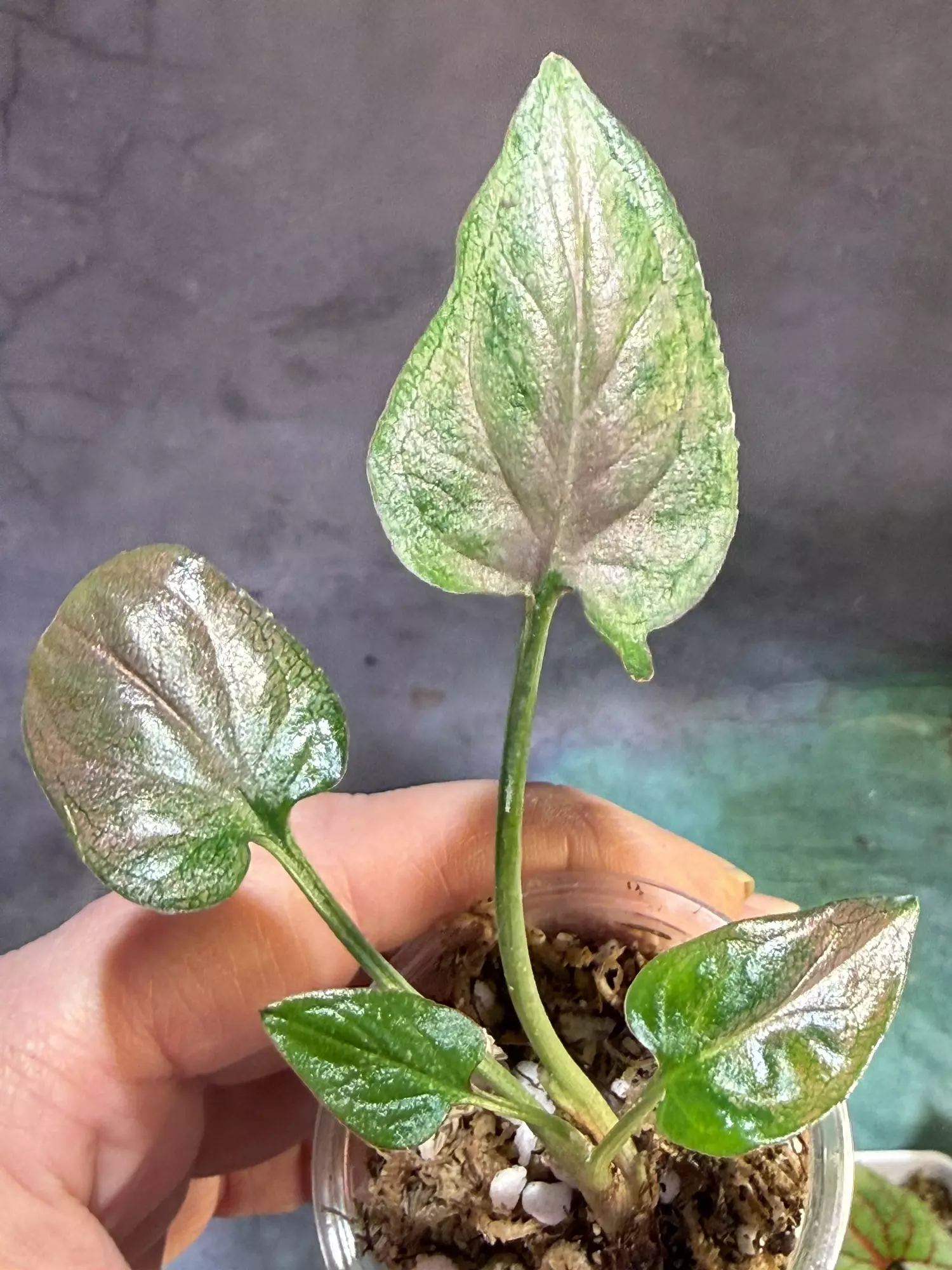 plant/Rainbow dwarf syngonium lightly rooted-1