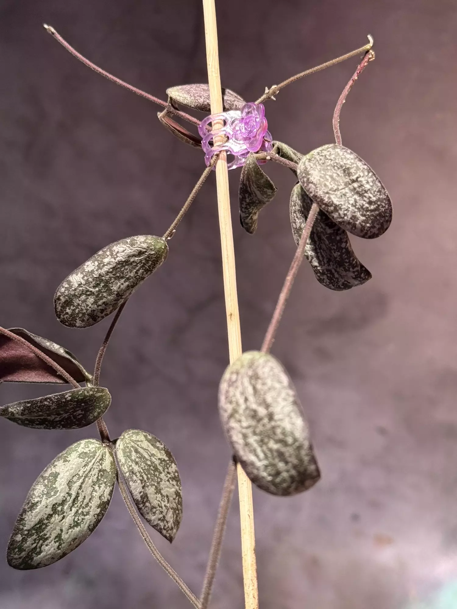 plant/Hoya sigillatis silver-2