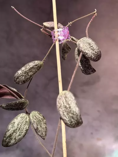 plant/Hoya sigillatis silver-2-thumbnail