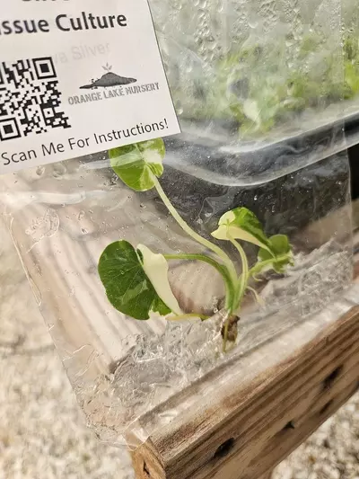 plant/Tc Alocasia Okinawa Silver-0-thumbnail