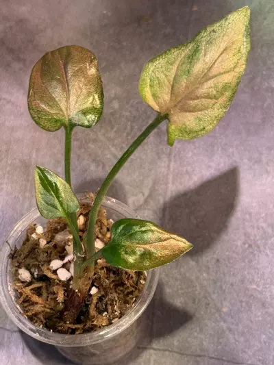 plant/Rainbow dwarf syngonium lightly rooted-0-thumbnail