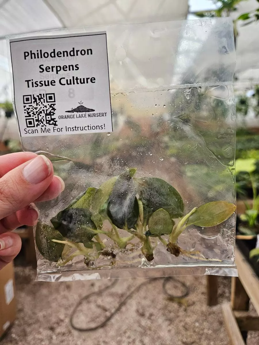 plant/Tc Philodendron Serpens-0