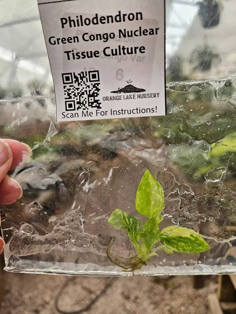 plant/Tc Philodendron Green Congo Nuclear-0