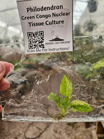 plant/Tc Philodendron Green Congo Nuclear-0-thumbnail