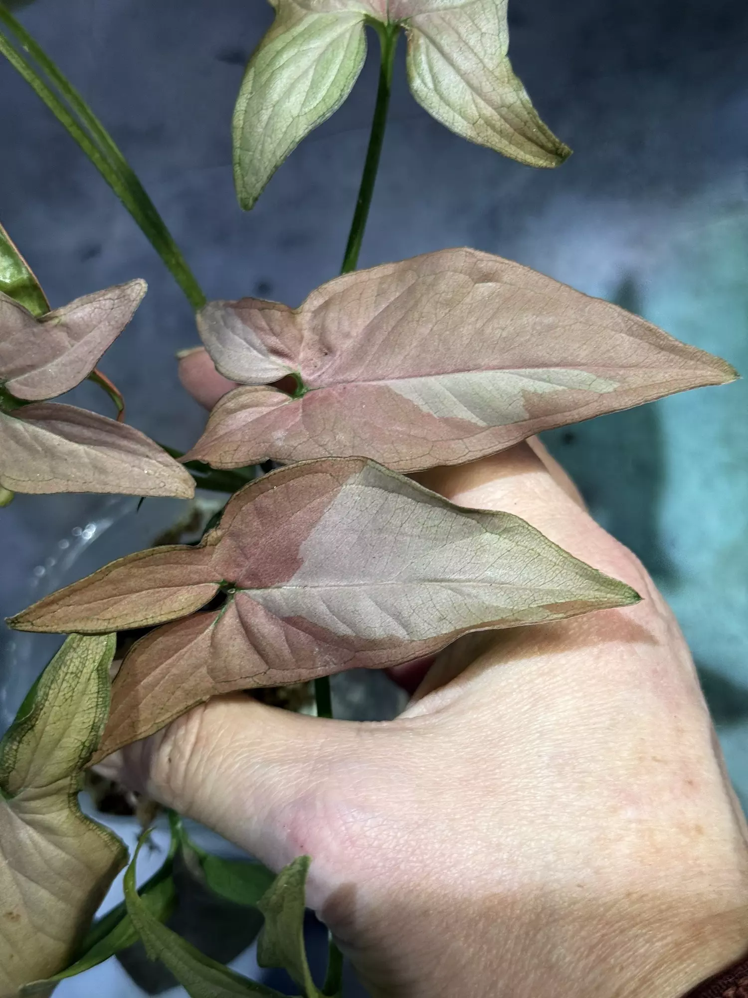 plant/Syngonium pink on pink-1