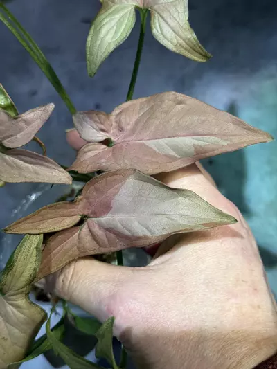 plant/Syngonium pink on pink-1-thumbnail