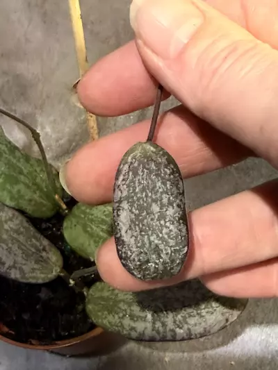 plant/Hoya sigillatis silver-1-thumbnail