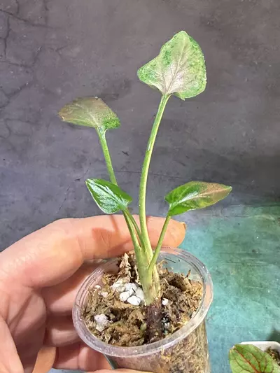 plant/Rainbow dwarf syngonium lightly rooted-2-thumbnail