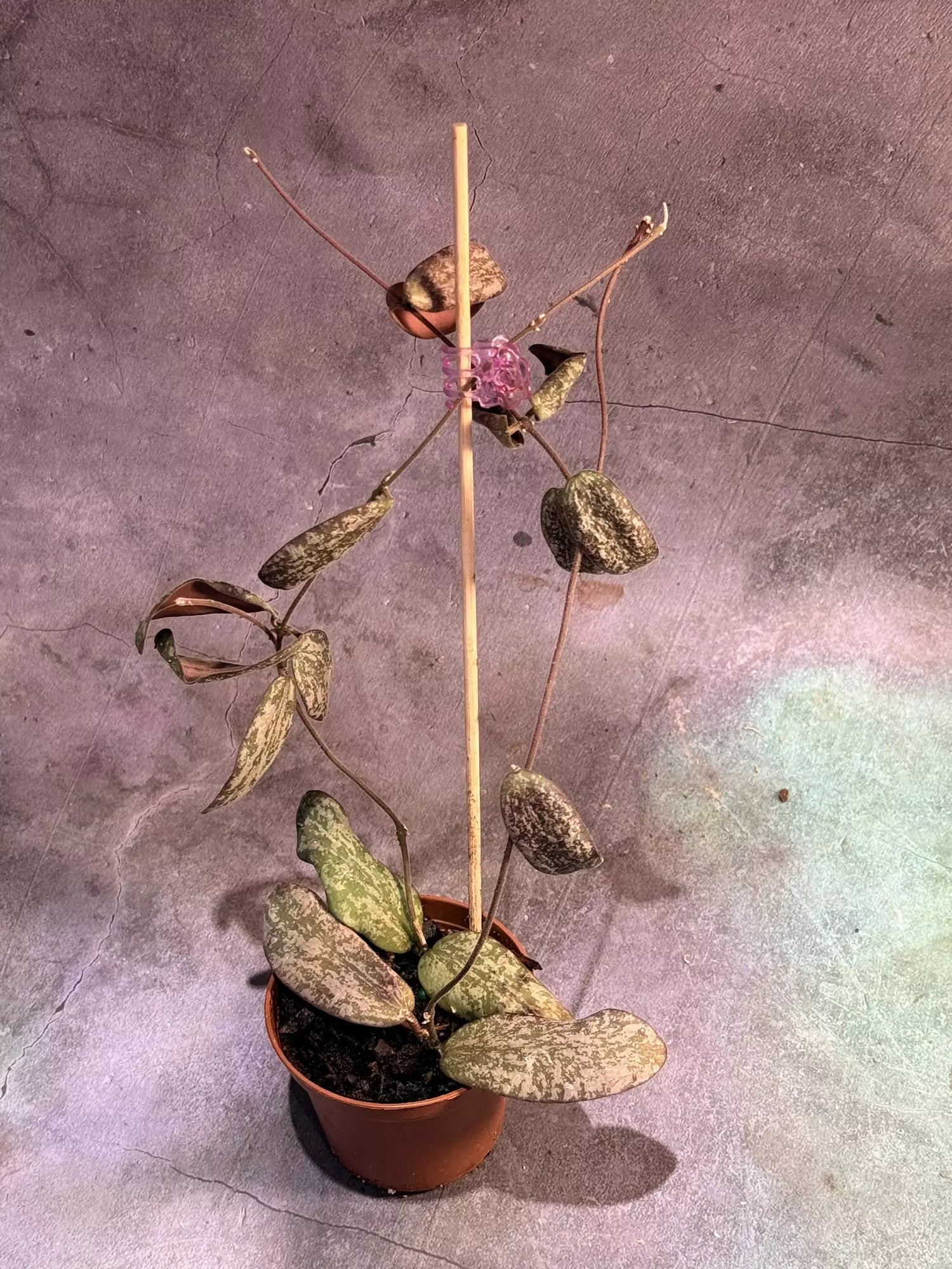 plant/Hoya sigillatis silver-0