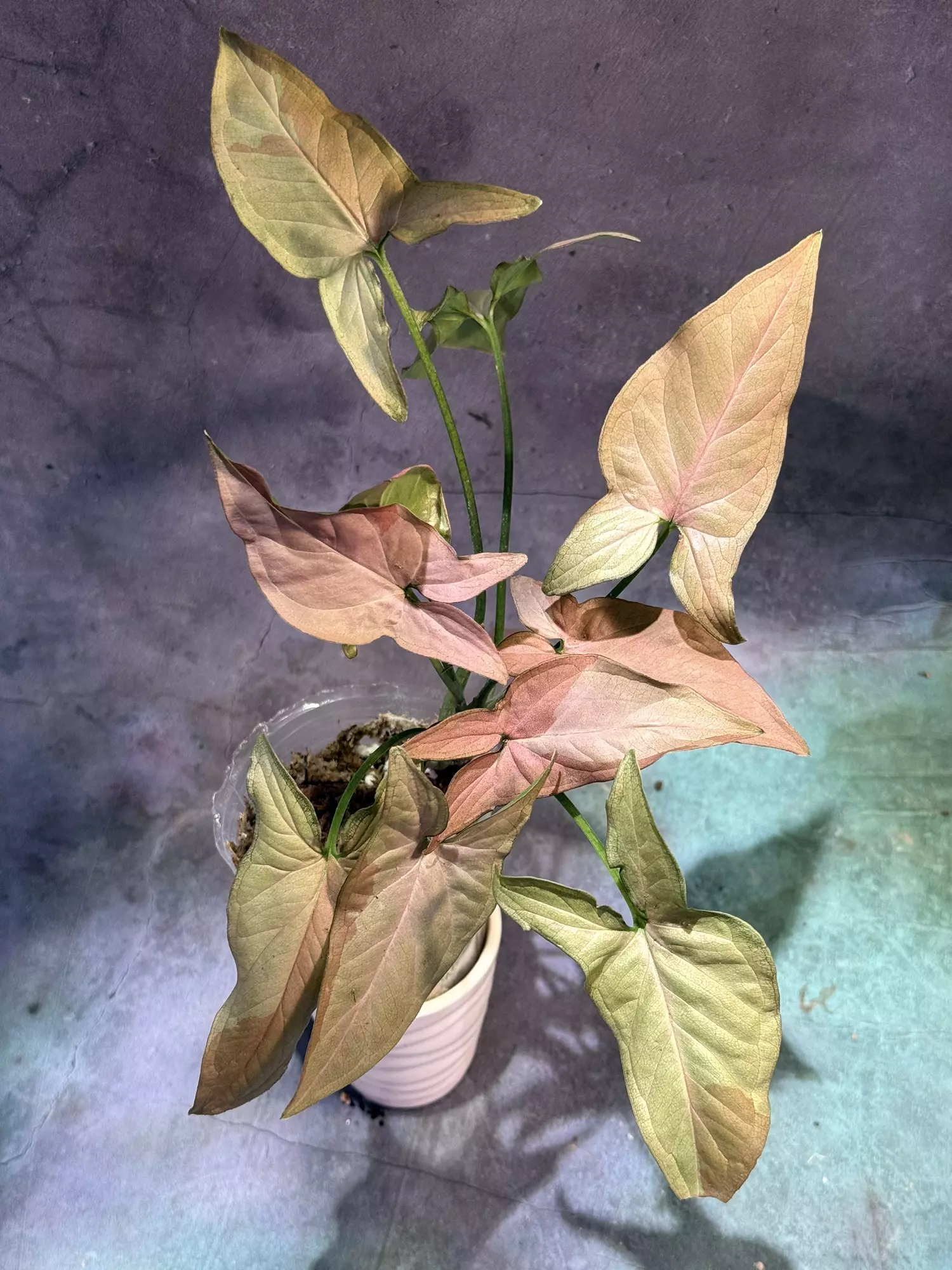 plant/Syngonium pink on pink-0