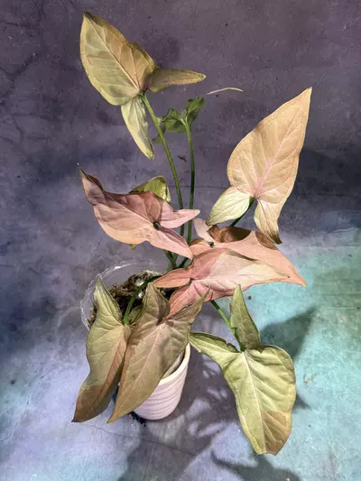 plant/Syngonium pink on pink-0-thumbnail