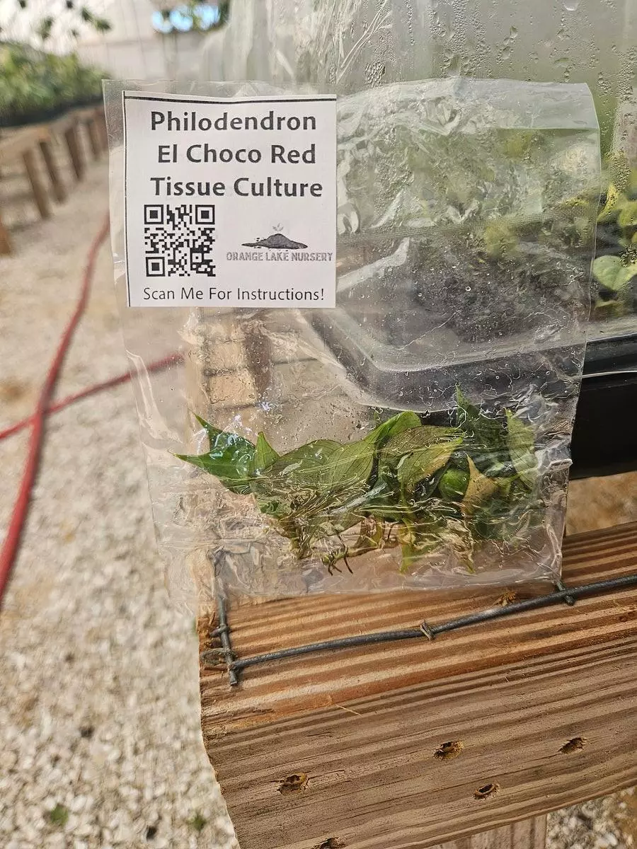 plant/Tc Philodendron El Choco Red-0