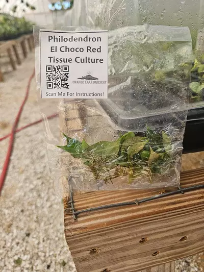 plant/Tc Philodendron El Choco Red-0-thumbnail