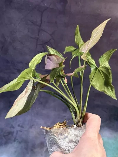 plant/Syngonium pink on pink-3-thumbnail