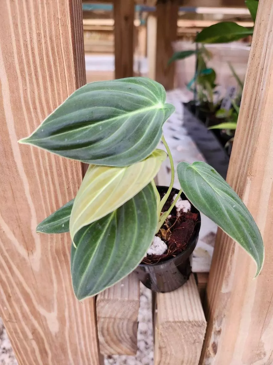 plant/3in Philodendron Melanochrysum-0