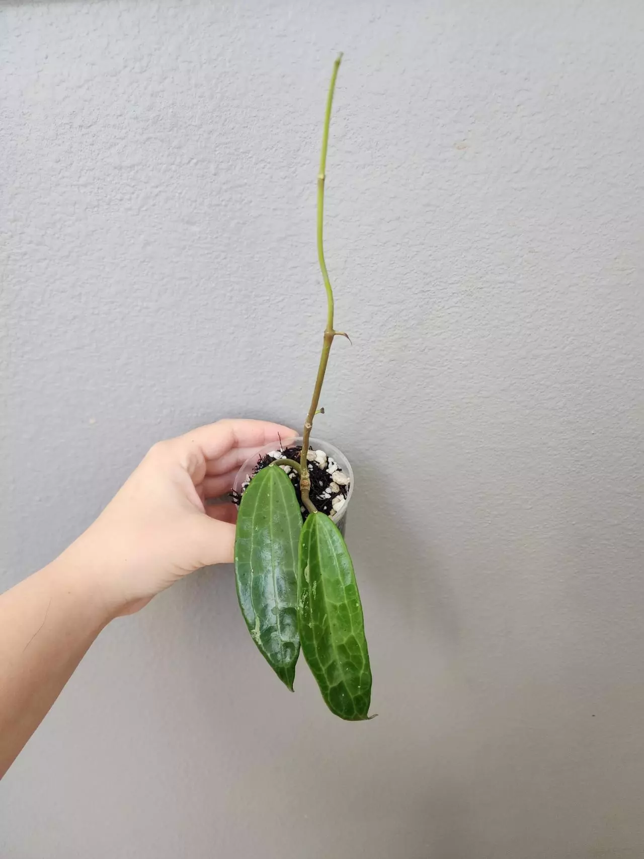 plant/Hoya clandestina (pink)-1