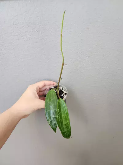 plant/Hoya clandestina (pink)-1-thumbnail