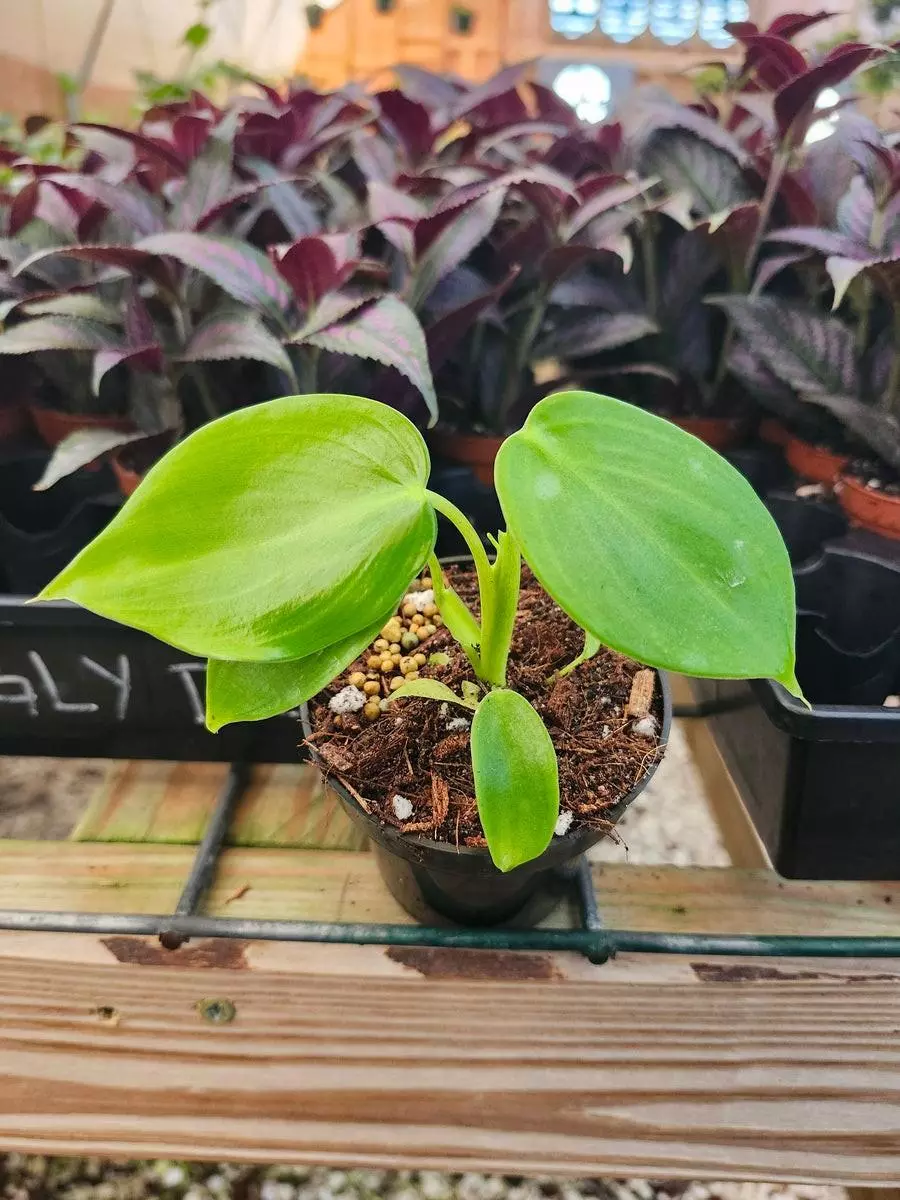 plant/3in Philodendron Grazielae-0