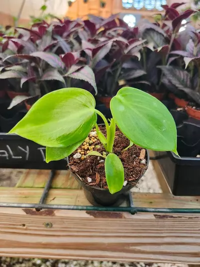 plant/3in Philodendron Grazielae-0-thumbnail
