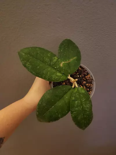 plant/Hoya sp. Kalsel-0-thumbnail