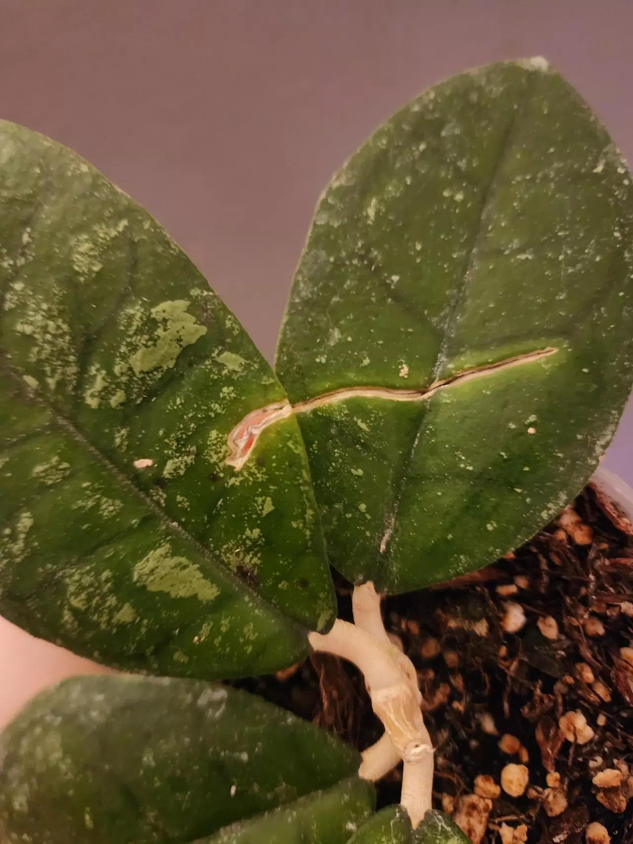 plant/Hoya sp. Kalsel-2