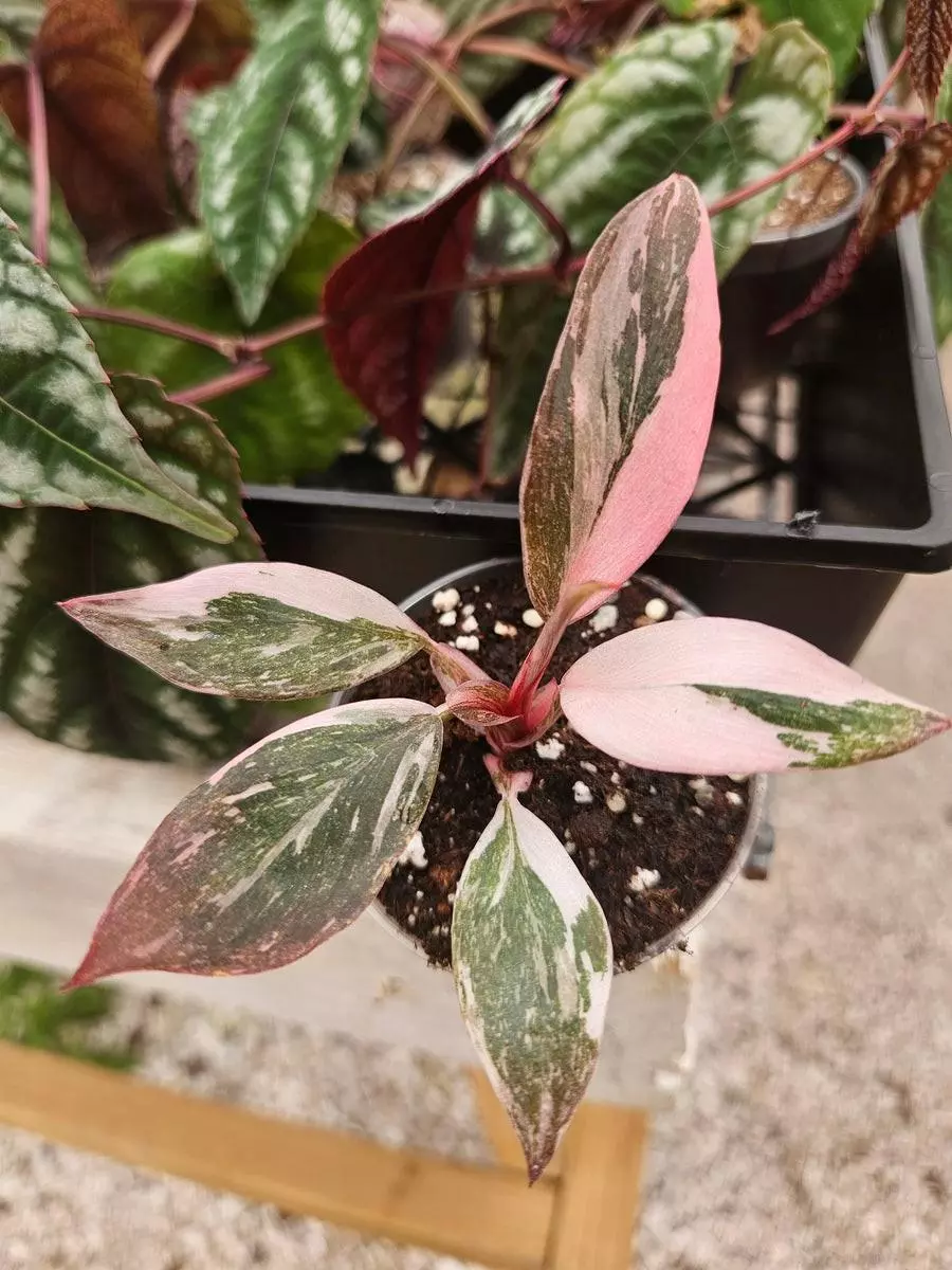 plant/3in Philodendron Pink Princess-0