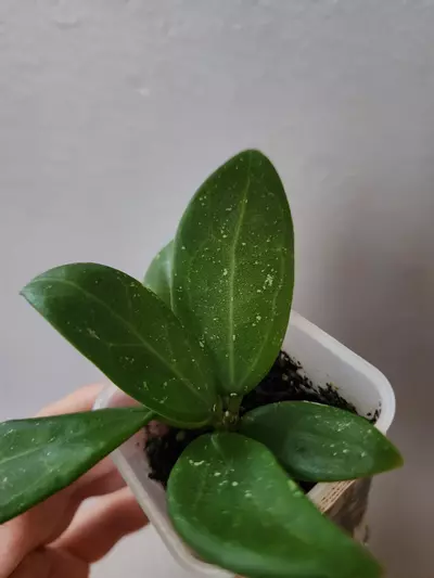 plant/Hoya KDG353-KF6 (H. Ko Chang Island OP seed)-1-thumbnail
