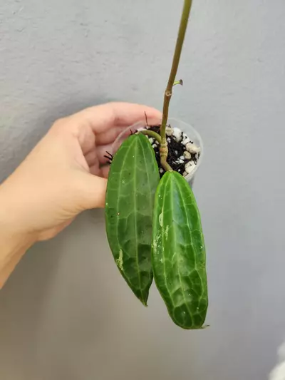 plant/Hoya clandestina (pink)-0-thumbnail