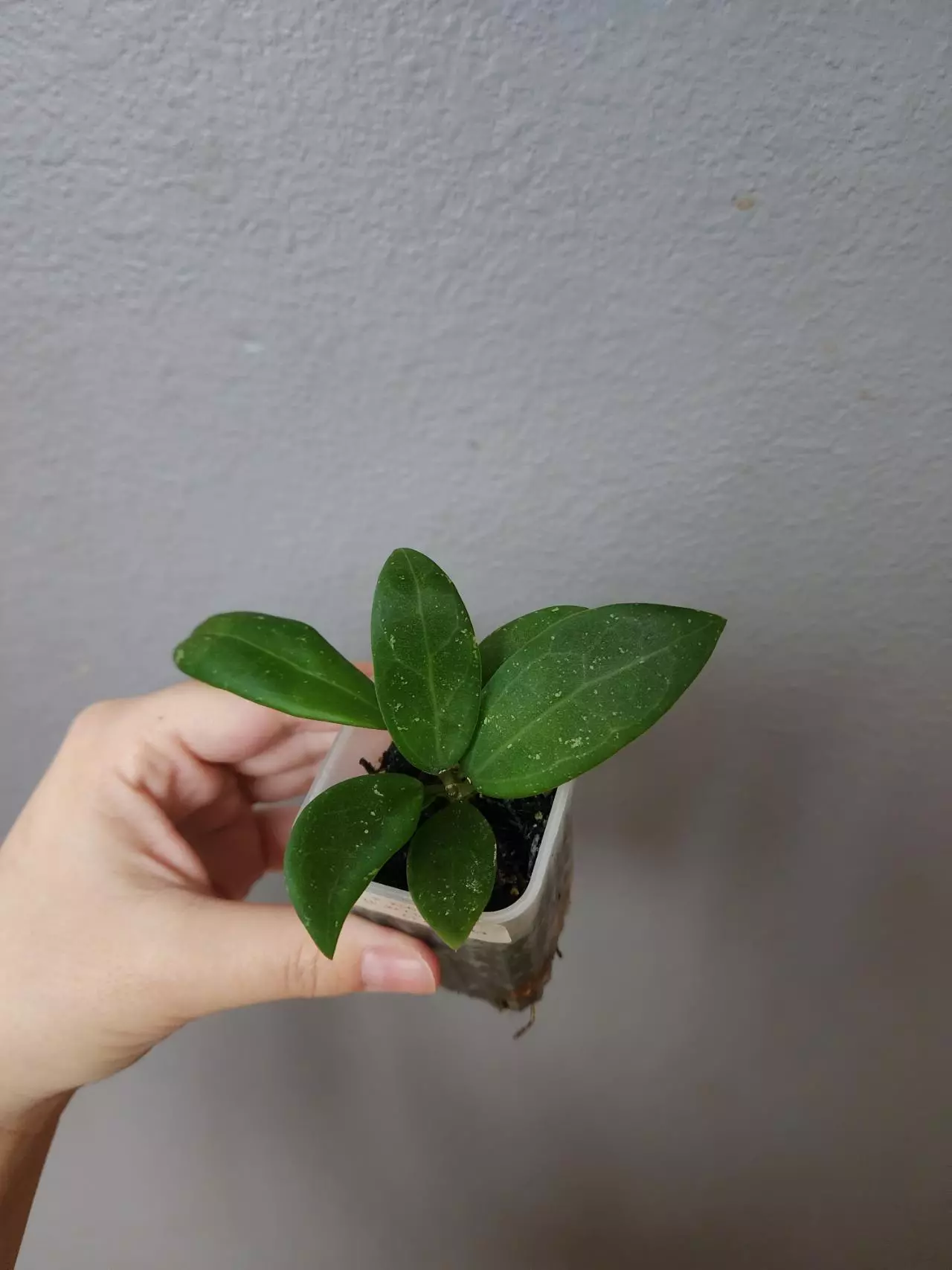 plant/Hoya KDG353-KF6 (H. Ko Chang Island OP seed)-0