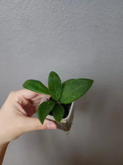 plant/Hoya KDG353-KF6 (H. Ko Chang Island OP seed)-0-thumbnail
