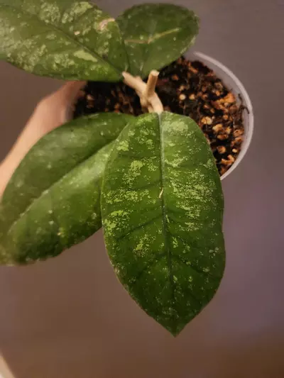 plant/Hoya sp. Kalsel-1-thumbnail
