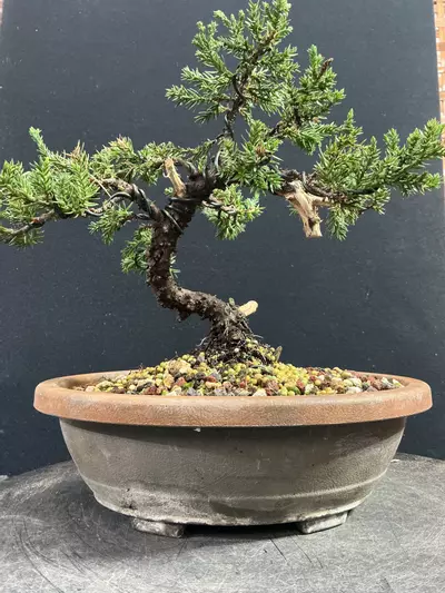 plant/Wired Juniper Procumbens nana in a trainer-1-thumbnail