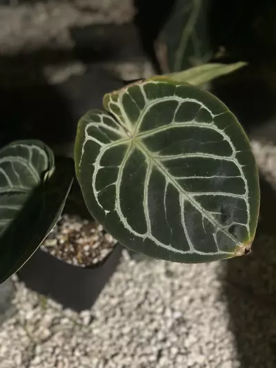 plant/Dorayaki x BW/Michelle-1-thumbnail