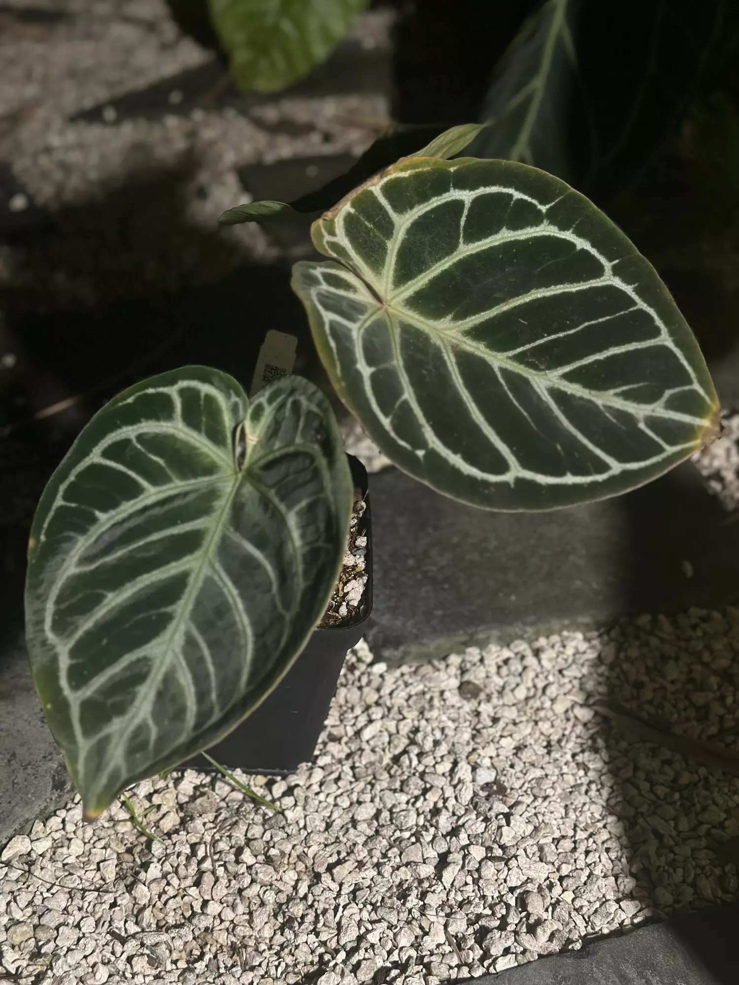 plant/Dorayaki x BW/Michelle-0