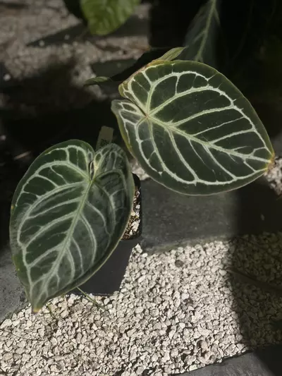 plant/Dorayaki x BW/Michelle-0-thumbnail