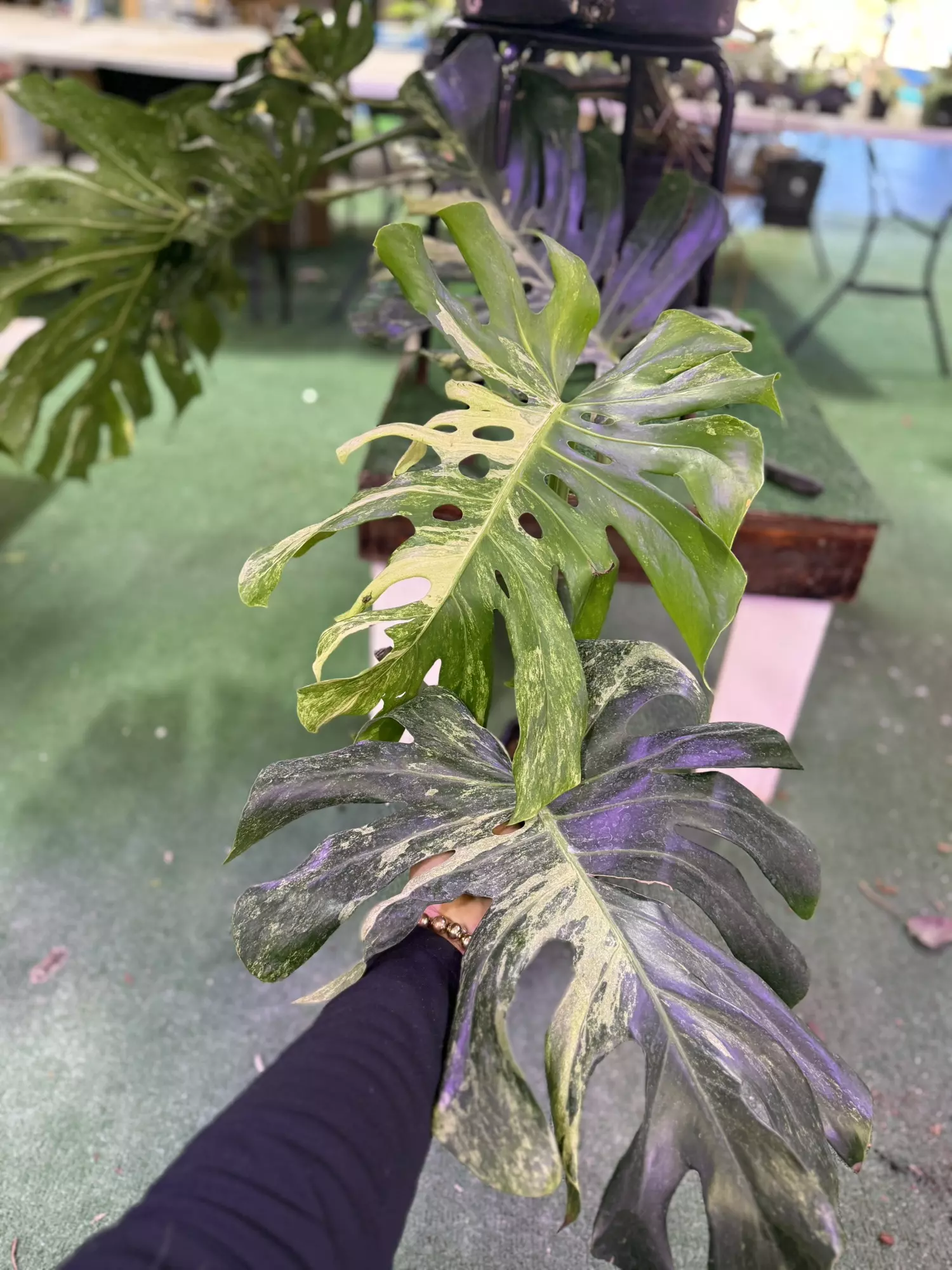 plant/Monstera océan mint 1GL-0