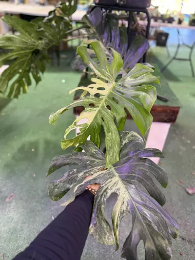 plant/Monstera océan mint 1GL-0-thumbnail