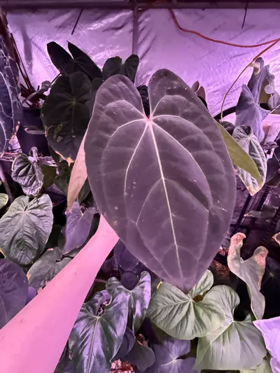 plant/Anubis full plant (Carla x rvdp)-0-thumbnail