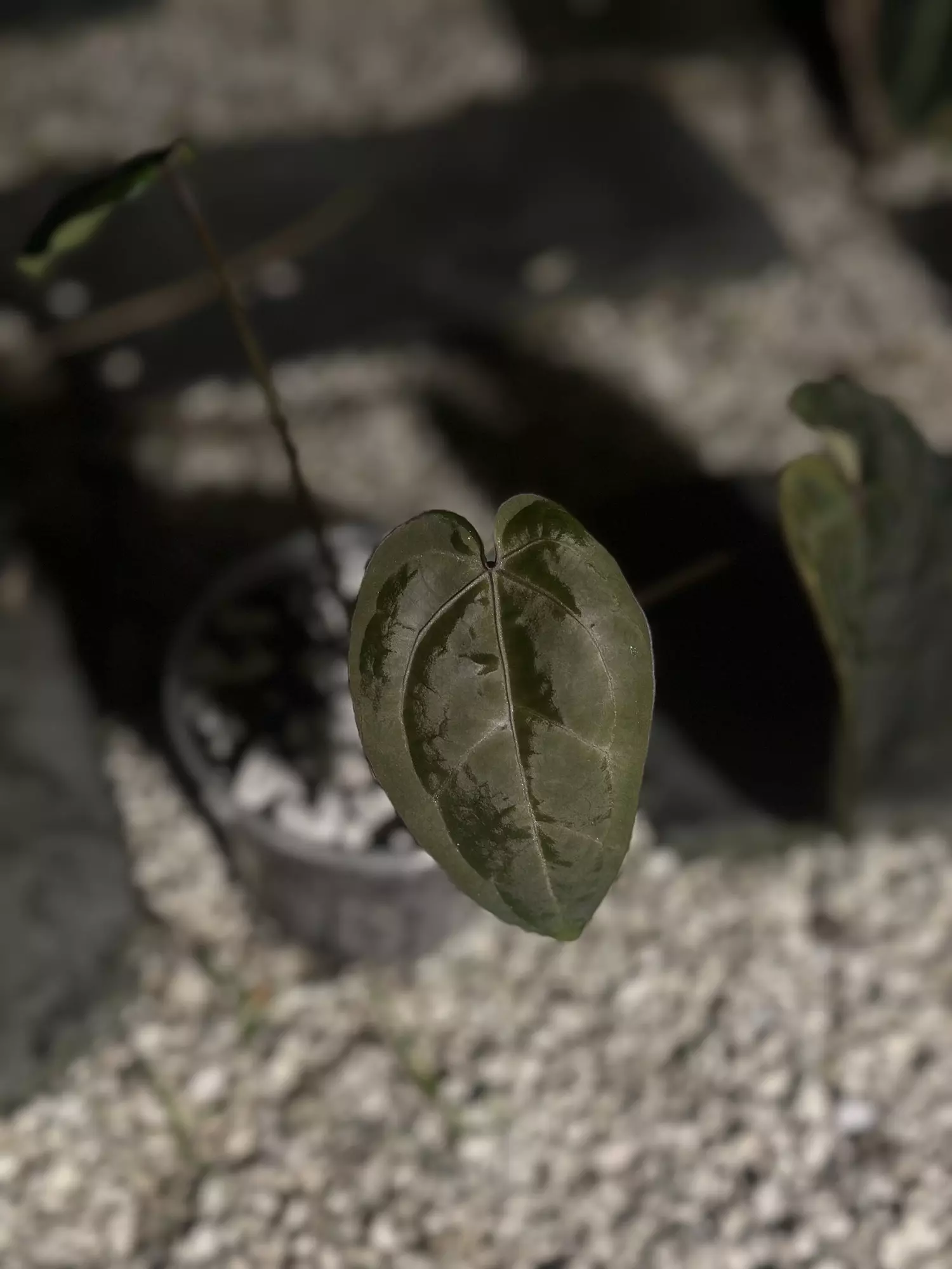 plant/AOS DF x self-1