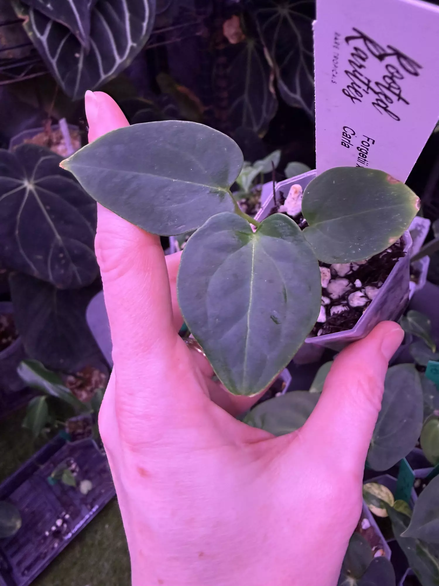 plant/Forgetti x Pap Carla-0