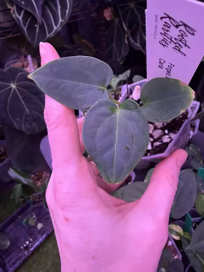 plant/Forgetti x Pap Carla-0-thumbnail