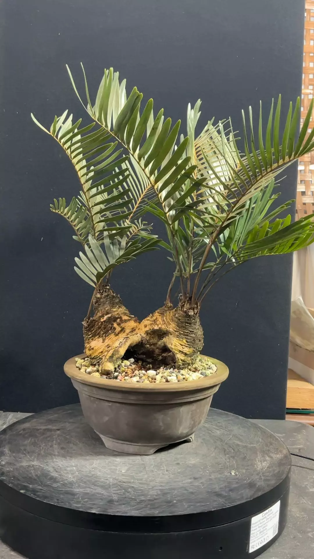plant/Old Coontie Fern with Big Hollow-3
