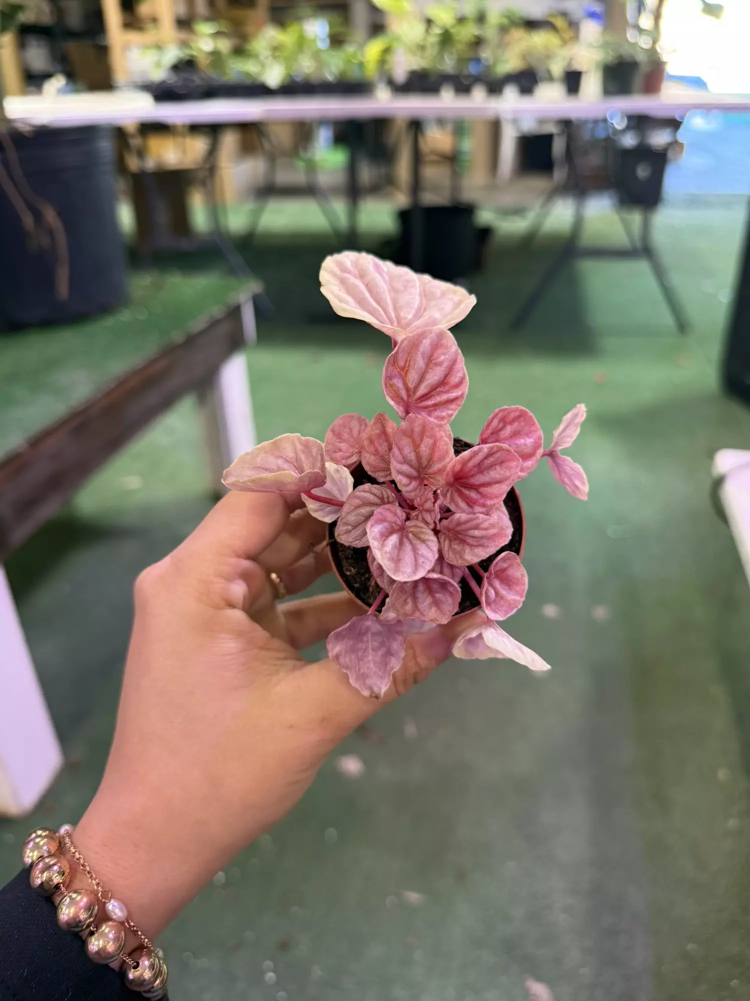 plant/Pepperonia 3”-0